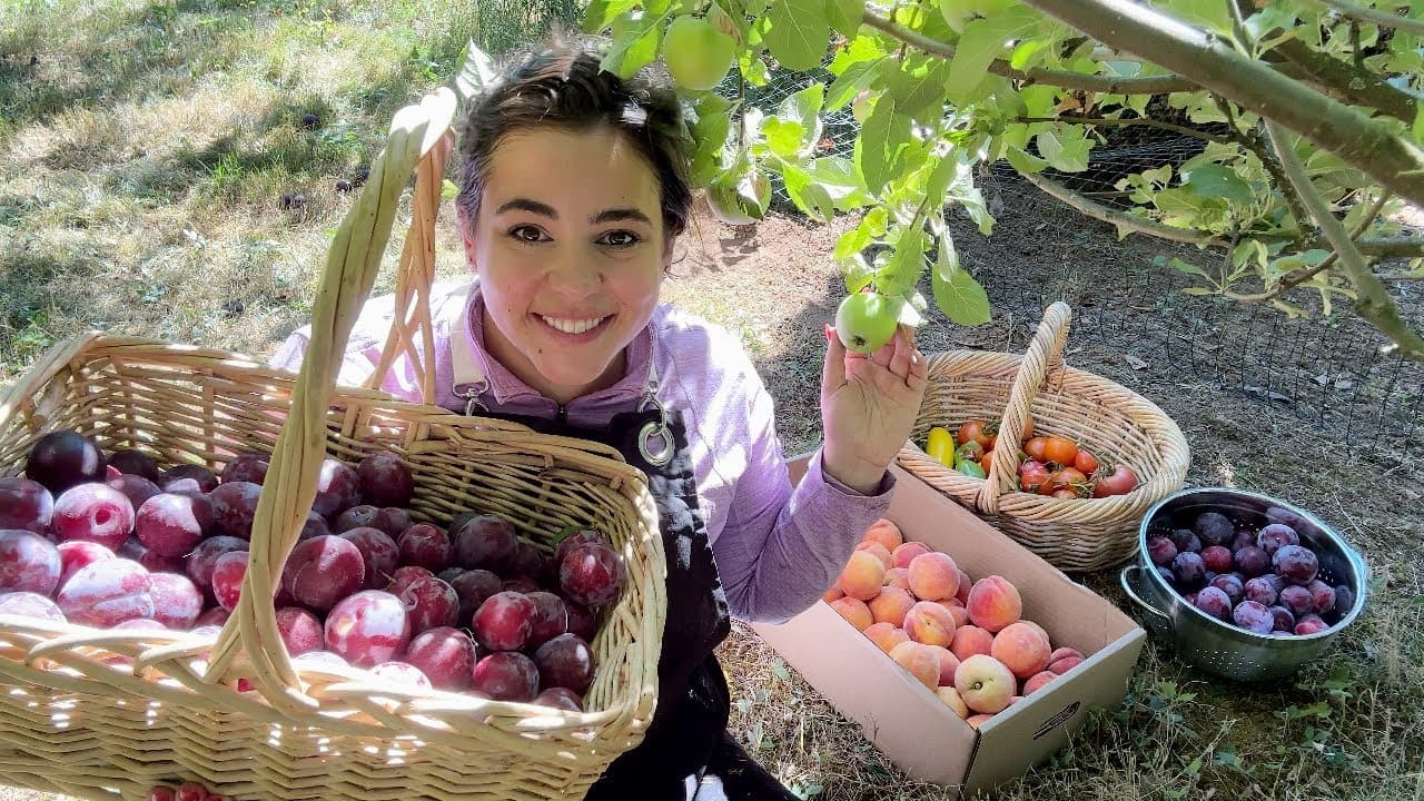 Cover Image for Youtube video: Ripe for the Picking | A HUGE Fruit Harvest From On and Off the Homestead