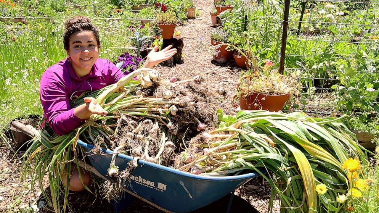 Cover Image for Youtube video: Largest Garlic Harvest EVER!! Do what brings you JOY!